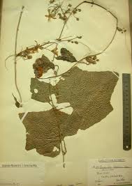 Image result for Eureiandra leucantha