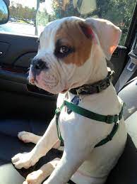 American Bulldog Clyde 3 Months American Bulldog Puppies American Bull Bulldog Puppies