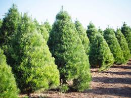 The general rule is that your tree uses one quart of water for every inch of diameter of the trunk. 7 Proven Tips And Tricks To Make A Christmas Tree Last Longer Garden Betty
