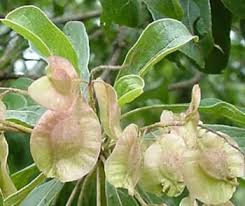 Image result for Terminalia mollis