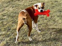 Fundraiser by William Ganas : Help Missy and her beloved Diamond