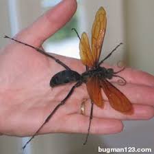 All Black Bug That Looks Like A Wasp Pin By Sandi Lewis On Quit Buggin Me Tarantula Hawk Tarantula Hawk Wasp Insects