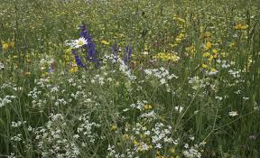 When you place an order on our. Wild Meadow Flowers Free Stock Photos Rgbstock Free Stock Images Micromoth September 17 2010 10