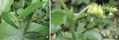 Image result for Tragia tenuifolia