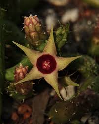 Image result for Huernia verekeri