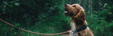 Informations about petbarn windsor (pet store, store). Pet Boarding Kennels Animal Travel Dog Food Store Bracknell Berkshire