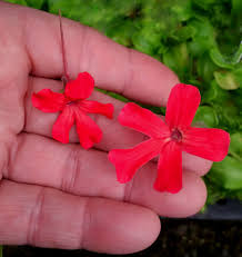 Image result for Launaea rogersii