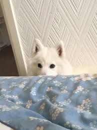 Aesthetic Blue Baby Blue Animals Dog Puppy Cute Adorable White Bambi Love Pets Home Room Theme Photography Animals Dogs Puppies