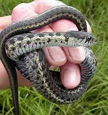 Garter snakes are considered mildly venomous. Garter Snakes Make Great Pets Pets Snake Garden Snakes