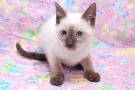 Join millions of people using oodle to find kittens for adoption, cat and kitten listings, and other pets adoption. Montana The Chocolate Point Siamese Kitten S Web Page