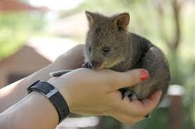 Meet Jarrah The Quokka Joey From Taronga Zoo Quokka Happy Animals Zooborns