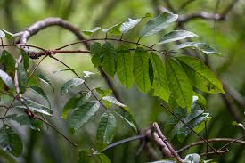 Image result for Trichilia prieuriana