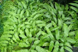 Image result for Coniogramme