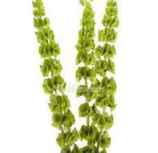 Order Fresh Bells Of Ireland Molucella Flower Online Whole Blossoms