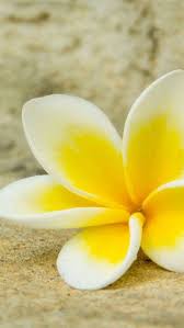 Pin On Flores