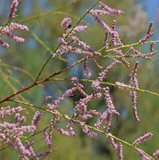 Image result for Tamarix pentandra