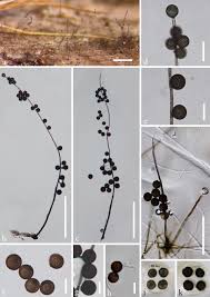 Tm unified printer driver, accounting manager, apple airprint, canon print service, device management console, direct print & share, free layout tool, free layout plus, imageprograf printer driver. Fungal Diversity Notes 1036 1150 Taxonomic And Phylogenetic Contributions On Genera And Species Of Fungal Taxa Springerlink