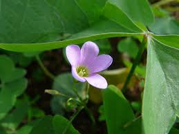 Image result for Oxalis latifolia