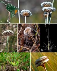 Image result for Syngonanthus longibracteatus