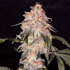 Buy Female Seeds Nirvana Seeds Aurora Indica Female Seeds