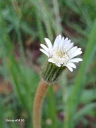 Image result for Gerbera piloselloides