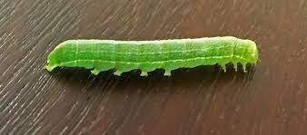 It is considered by many to be the most beautiful insect in north america. What Is This 3cm Green Caterpillar From Northern California Gardening Landscaping Stack Exchange