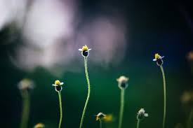 * it is a perfect application to get you into the atmosphere of garden. Flowers Growing In Garden Picography Free Photo