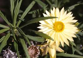 Image result for Xeroderris