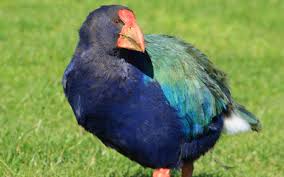 Birds That Cannot Fly Images The Takahe Porphyrio Hochstetteri Went Missing From Around The 1800s Till The Mid 20th Century But Were Again Disco Birds That Cannot Fly Birds Birds Flying