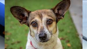 Check spelling or type a new query. Pet Of The Week Manny Is A Sweet 2 Year Old Corgi Mix With Amazing Brown Eyes