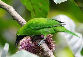 Burung Cucak Ijo Kalimantan Chloropsis Sonnerati Burung Habitat Kalimantan