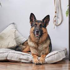 German shepherd · niagara falls, ny. German Shepherd Dog Full Profile History And Care
