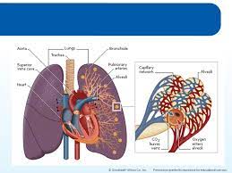 9 Lesson 9 1 Functions And Anatomy Of The Respiratory System Lesson 9 2 Respiration Mechanics And Control Lesson 9 3 Respiratory Disorders And Diseases Ppt Download