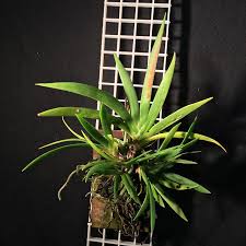 Image result for Podangis dactyloceras