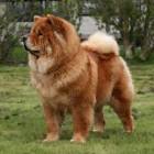 The 10 Most Expensive Dog Breeds | Outside Online