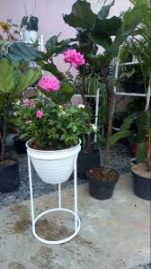 Ada berbagai cara menanam mawar seperti menanam di tanah, menanam di pot plastik dan yang paling unik adalah menanam menggunakan kentang. Jual Cantik Menarik Pot Tawon 15 Cm Putih Pot Bunga Kekinian Model Minimalis Dan Bersih Di Lapak Fresh Green Bukalapak