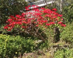 Image result for Euphorbia pulcherrima