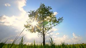 We did not find results for: Green Tree Growing Alone In Stock Footage Video 100 Royalty Free 16993342 Shutterstock