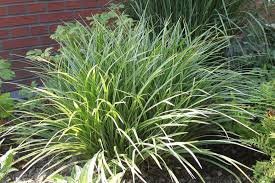 Japanische Segge Carex Morrowii Graser Im Garten Bodendecker Pflanzen