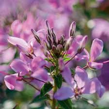 Image result for Cleome schimperi
