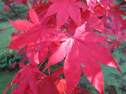 The canopy turns red in the fall before the tree loses it's leaves. Acer Palmatum Osakazuki Akame Sjg Bloom