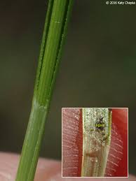 Image result for Xyris capillaris