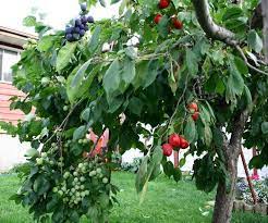 Plum Tree Grafted With Many Varieties Link Is To A Plum Tree Discussion On Gardenweb Lots Of Information Fruit Trees Backyard Trees Grafting Fruit Trees