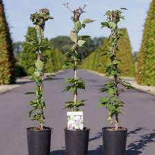 There are multi colored flowe. Clematis Montana Giant Star Kaufen Sie Pflanzen Bei Coolplants