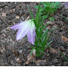 Image result for Oxypetalum