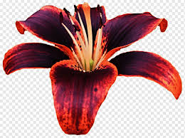 Types of lilies in the american hybrid classification (division iv) include all the lilies that are native to north america. Lilium Bulbiferum Tiger Lily Flower Daylily Purple Lily Purple Orange Lilium Png Pngwing