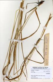 Image result for Andropogon schirensis