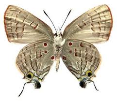 Image result for Rutidea fuscescens