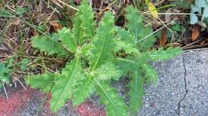 I'm trying to help someone get rid of the arum that has spread over 5+ acres of a beautiful woodland garden. Lawn Care Tips Canada Thistle The Tough Weed That Just Won T Quit Green Industry Pros