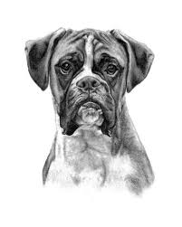 Black And White Boxer Dog Boxer Dog Black White Print Copy Of Hand Drawn Original Etsy Boxer Dogs Art Boxer Dogs Dog Sketch